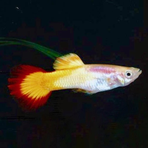 Poecilia reticulatus, Lebistes reticulatus - Guppy micariff sunset M